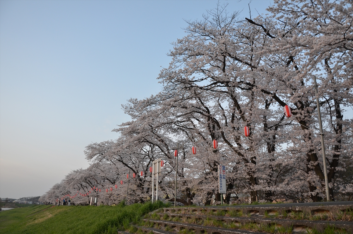 吉見町桜まつり2016