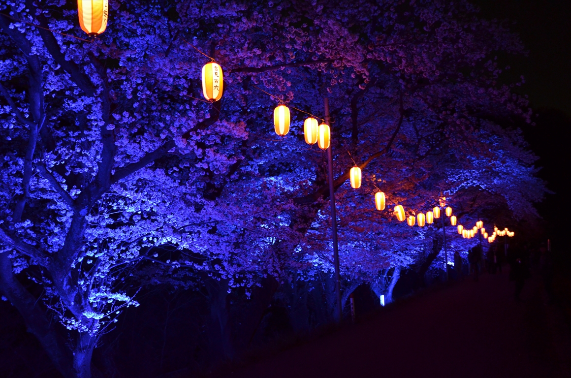 吉見町桜まつり2016