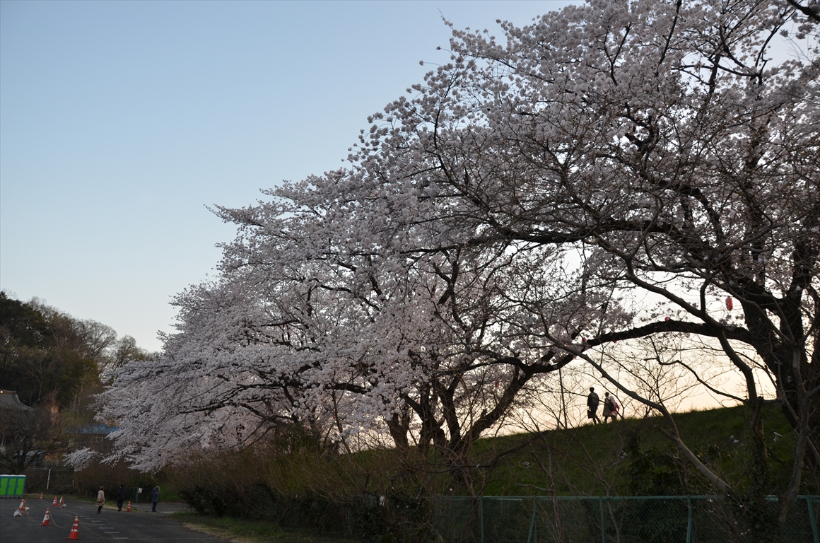 吉見町桜まつり2016